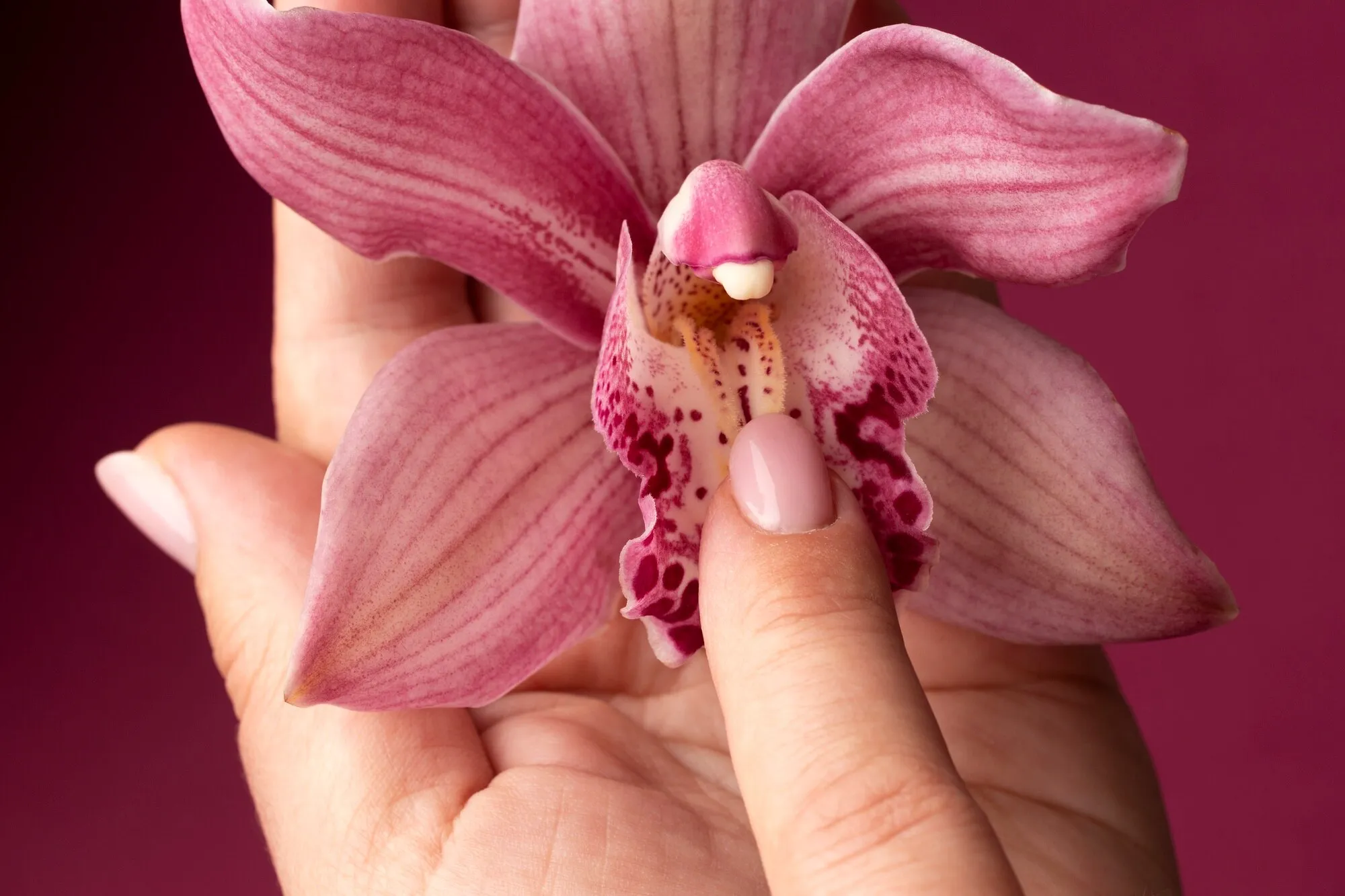 imgi_52_vista-arriba-orquidea-mano_23-2149971017